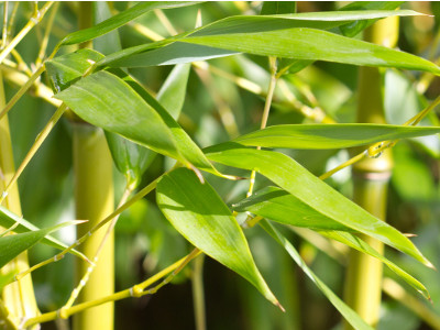 Bambusa Arundinacea
